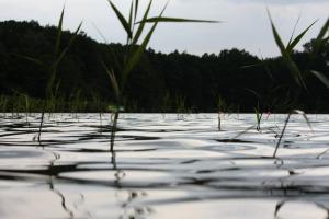 Kleiner See 31. Juni 2010